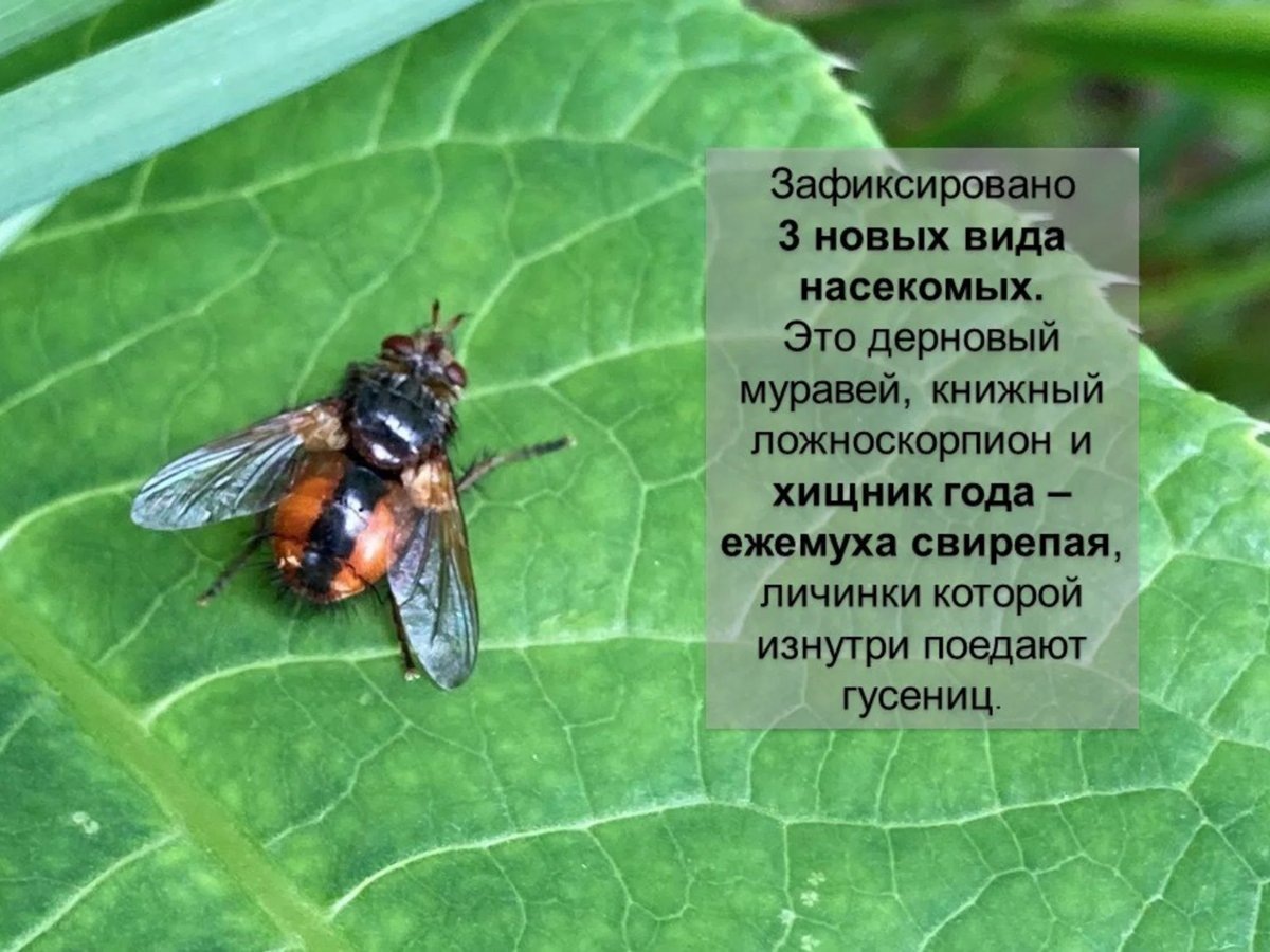 Пихта сибирская