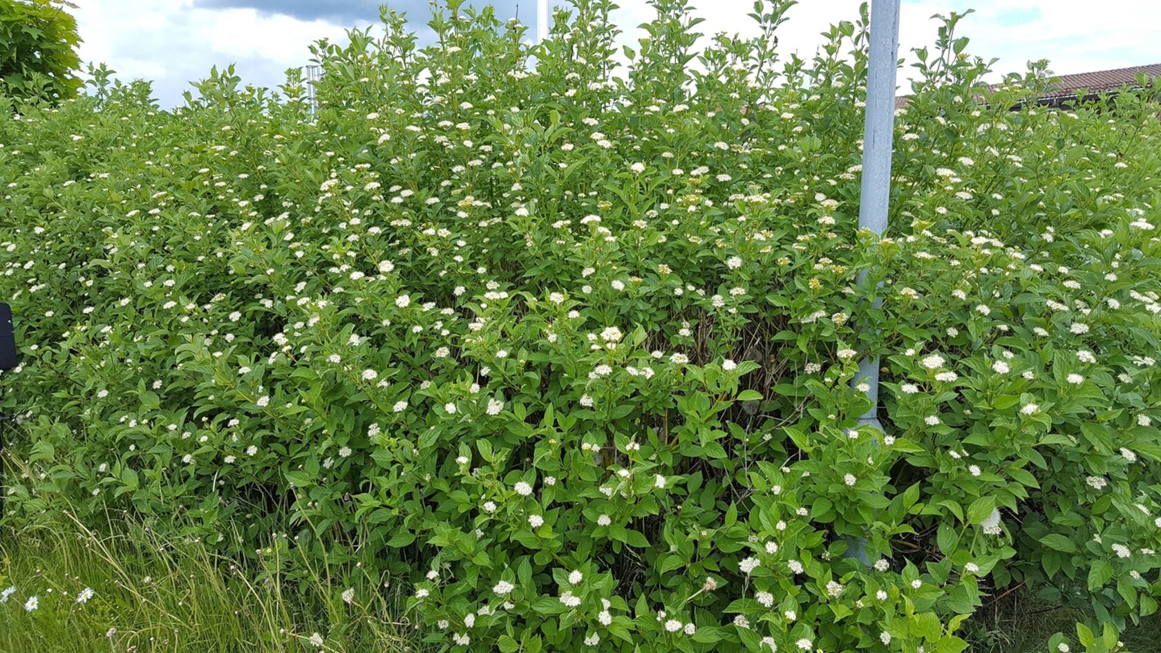 Дерен отпрысковый