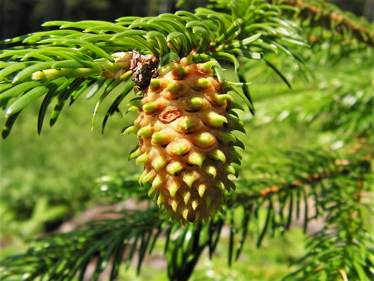 Ель аянская