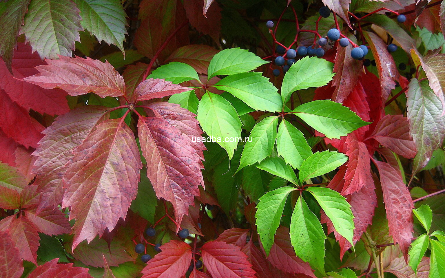 Девичий виноград прикрепленный