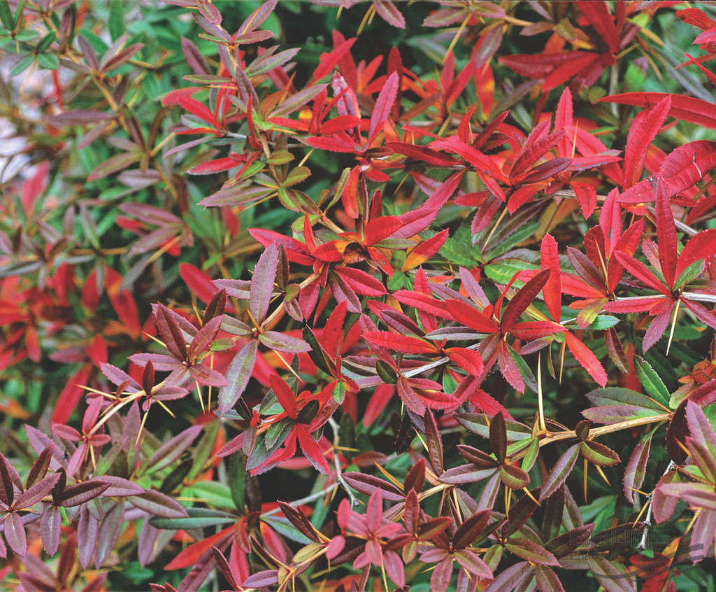 Барбарис Юлианы Барбарис Юлианы