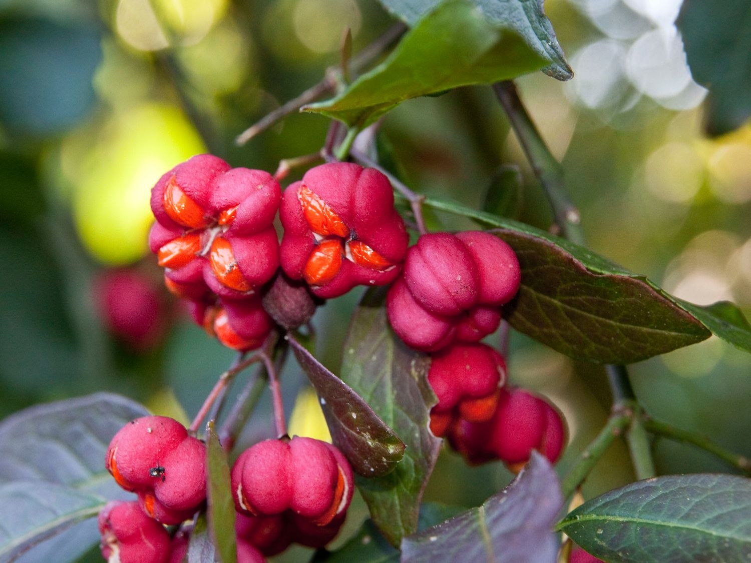 Бересклет европейский