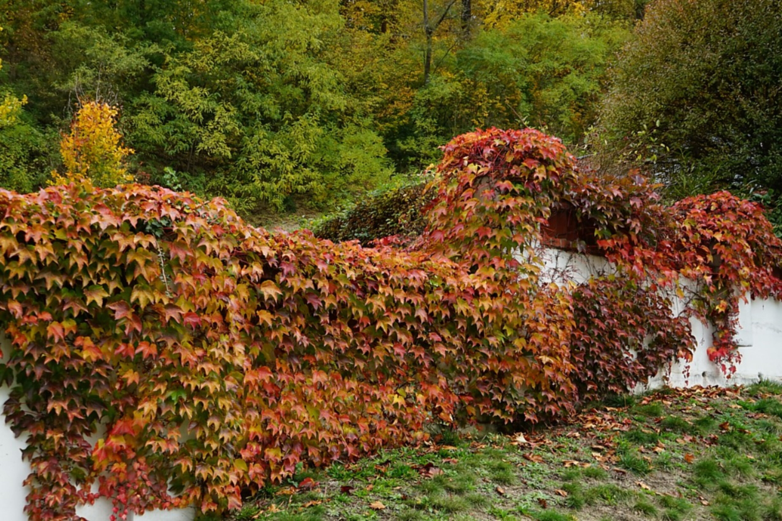 Девичий виноград Звездопад Девичий виноград Звездопад