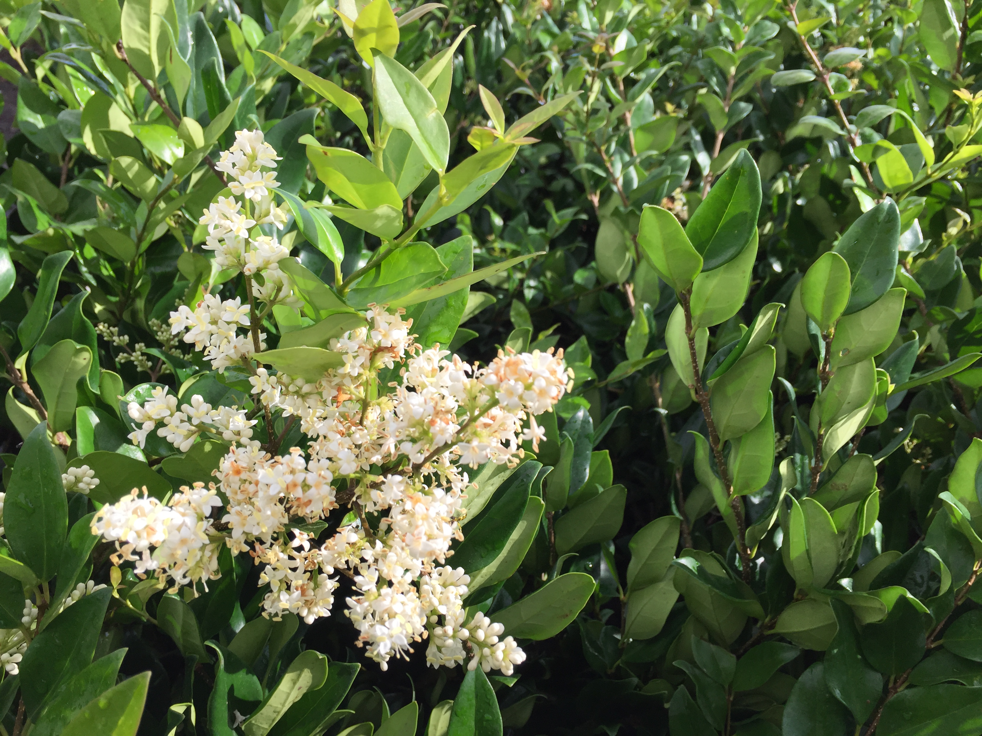 Бирючина иезская