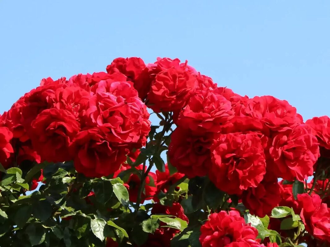 Роза плетистая Роза плетистая