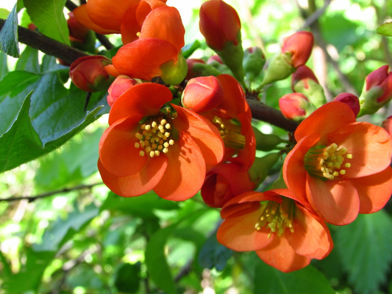 Айва катаянская Айва катаянская