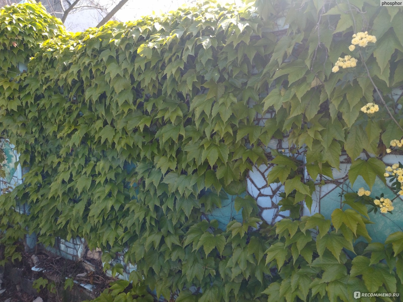 Девичий виноград Звездопад Девичий виноград Звездопад