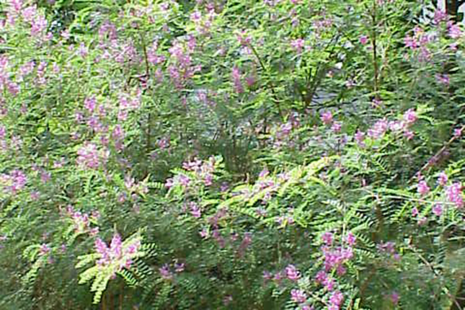 Индигофера Индигофера