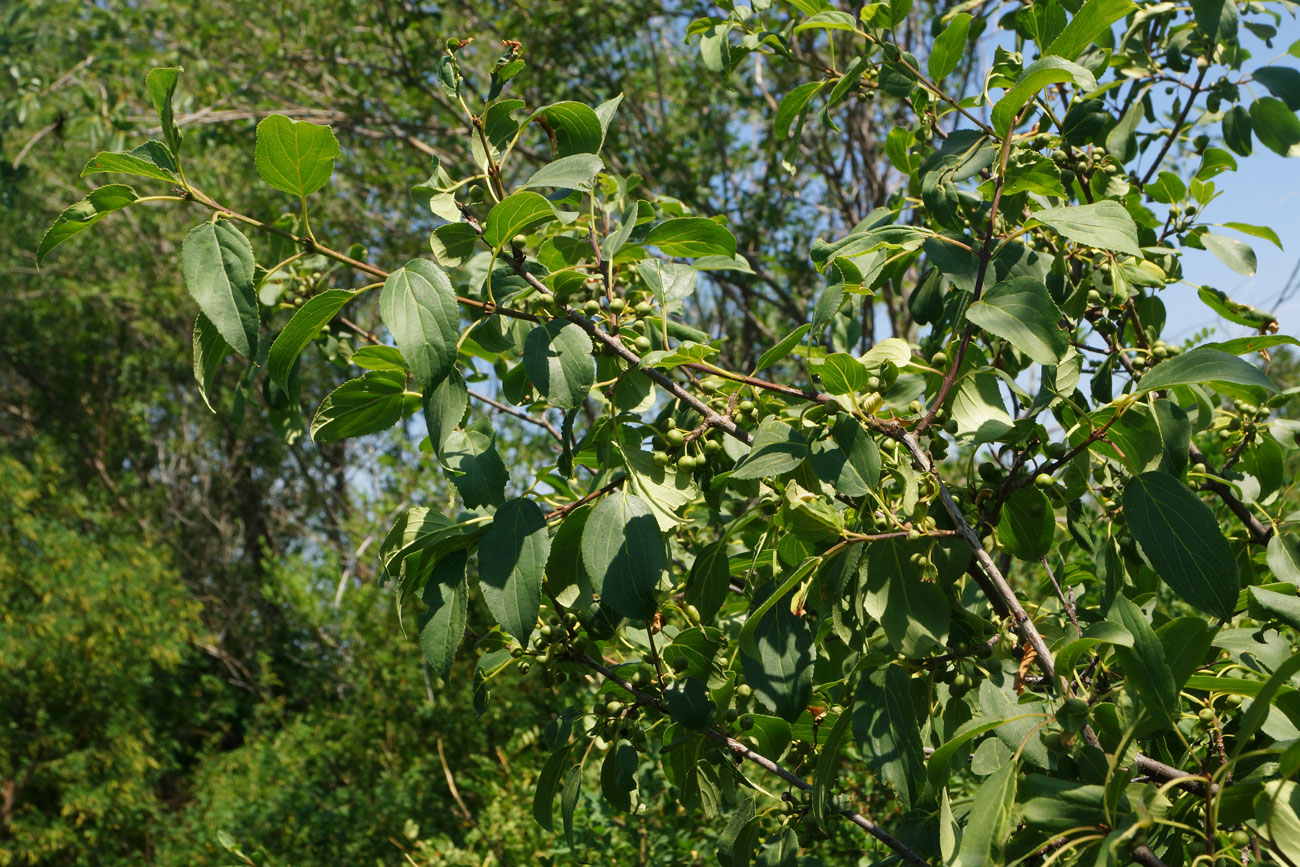Крушина скальная Крушина скальная