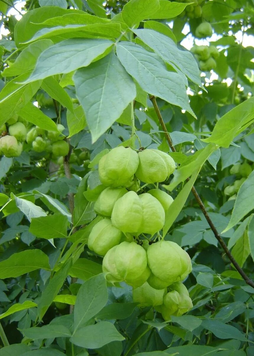Клекачка Клекачка