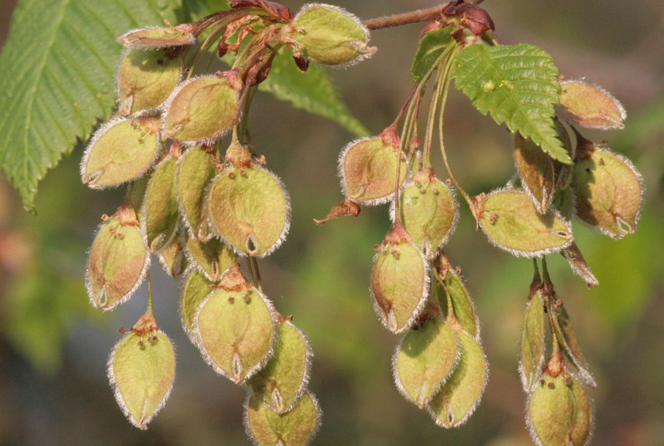 Вяз гладкий