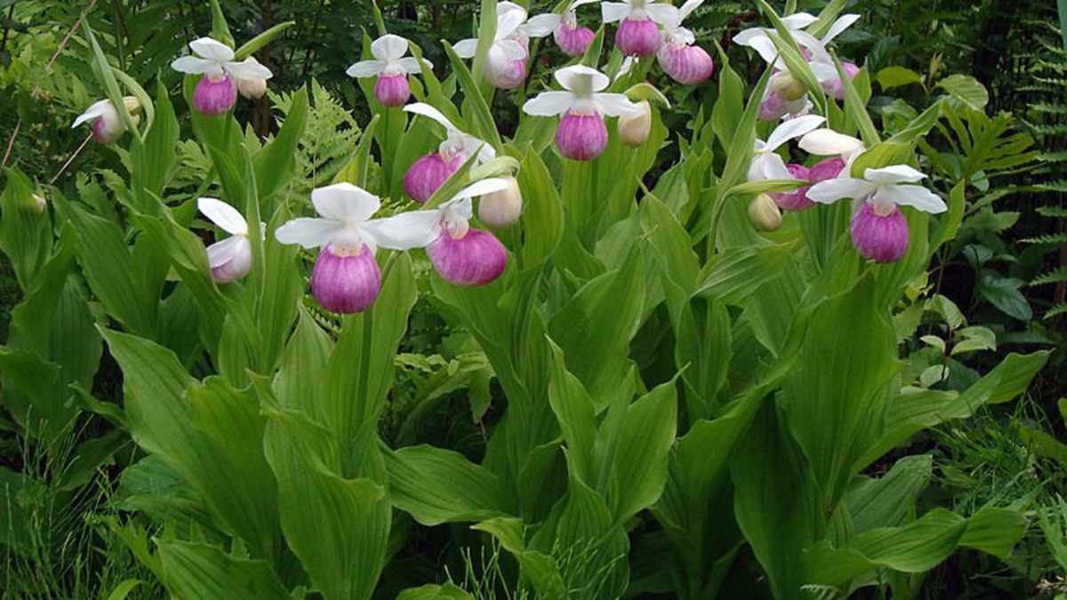 Башмачок королевы