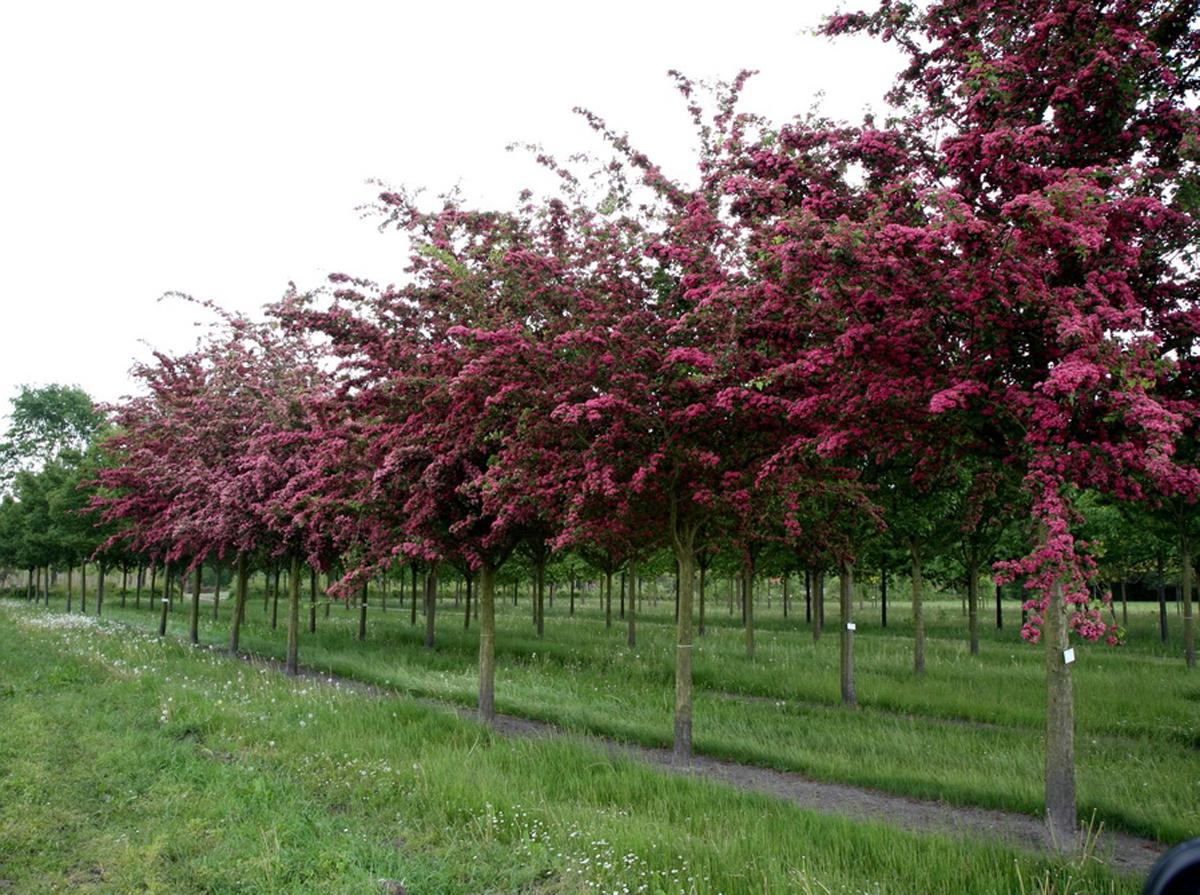 Боярышник колючий