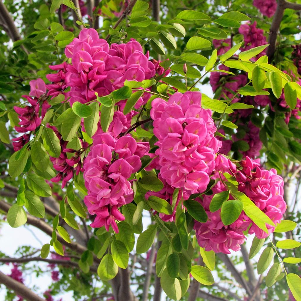 Робиния Робиния