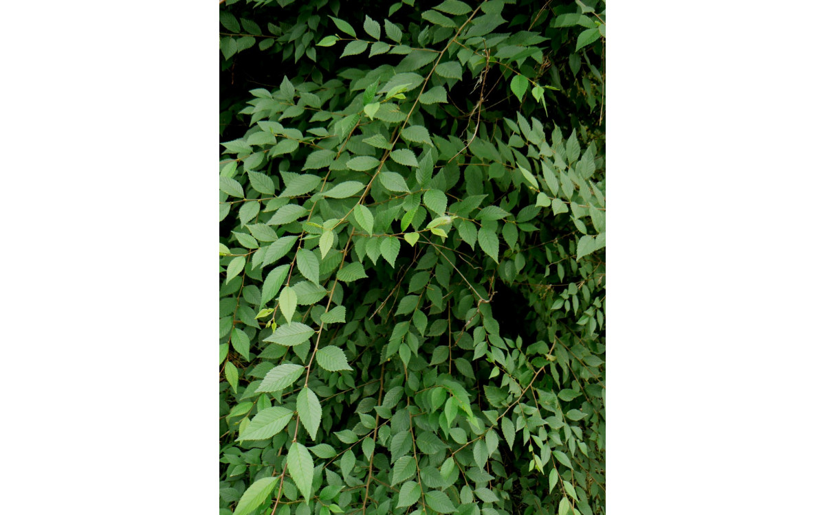 Вяз мелколистный