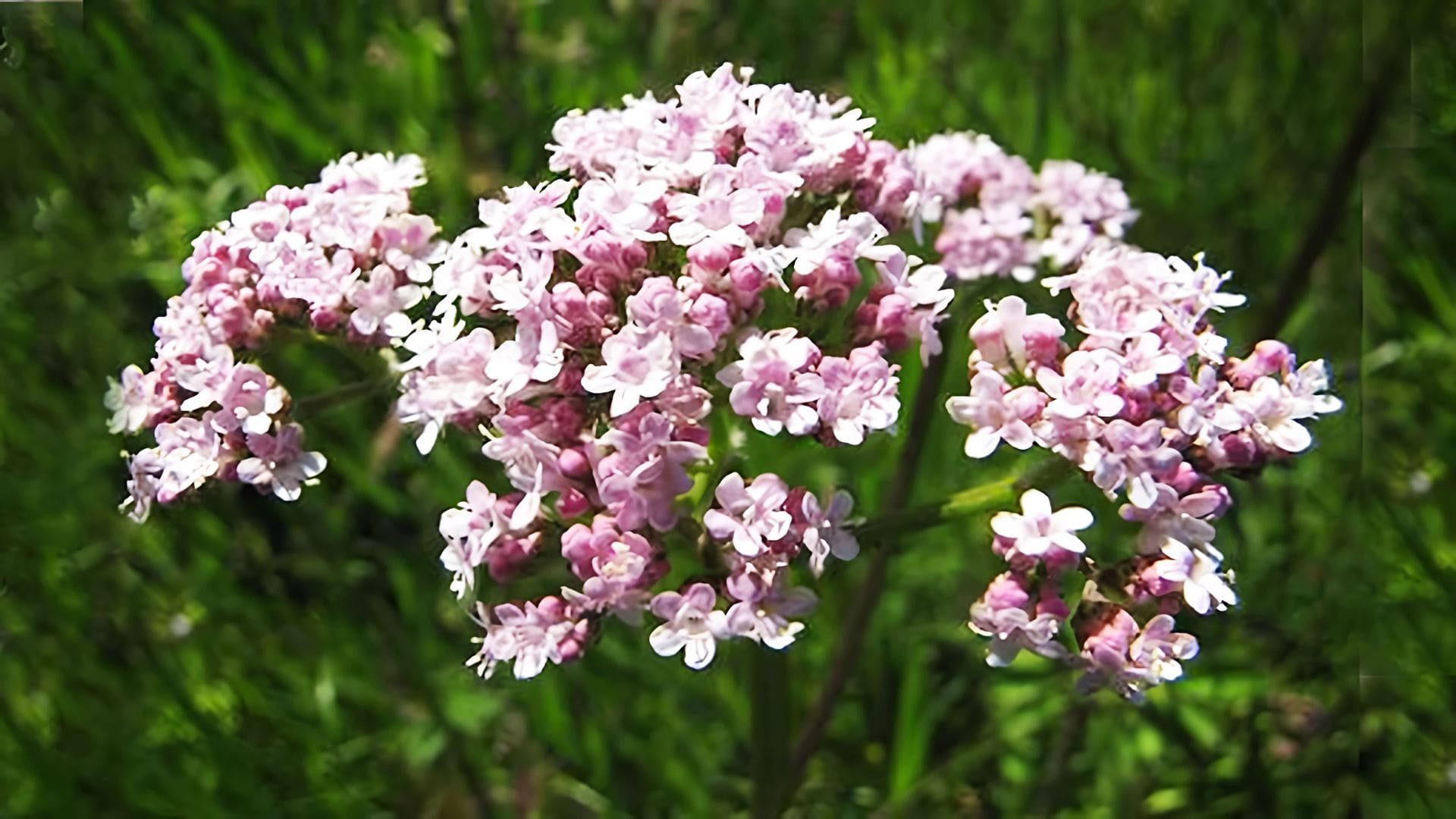 Валериана Валериана