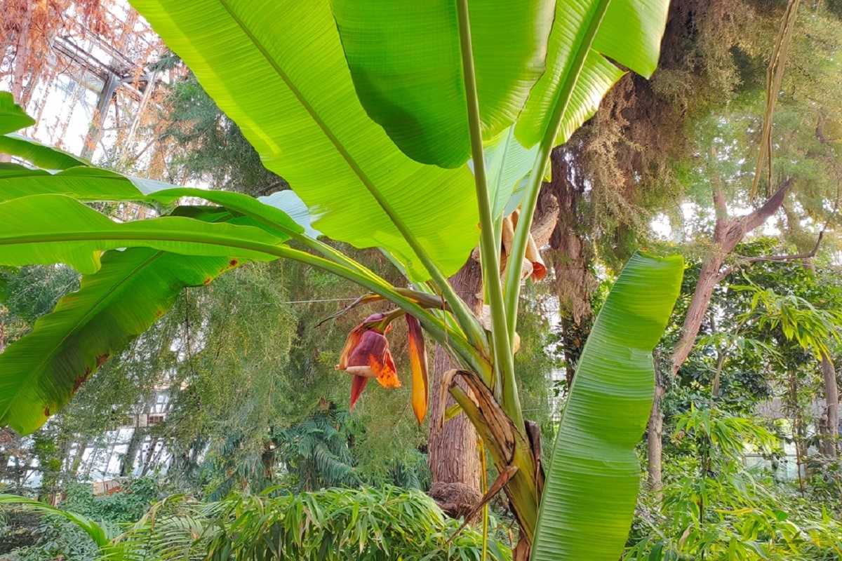 Банан райский Банан райский