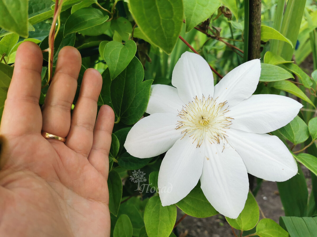 Ломонос сизый