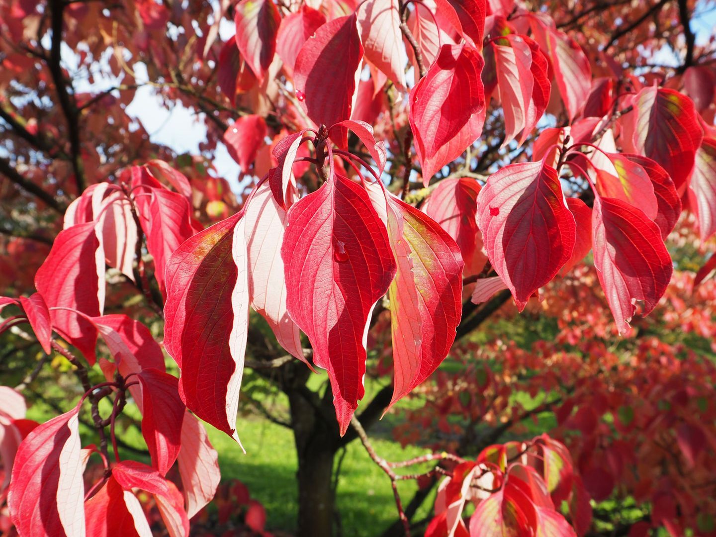 Дерен спорный Дерен спорный