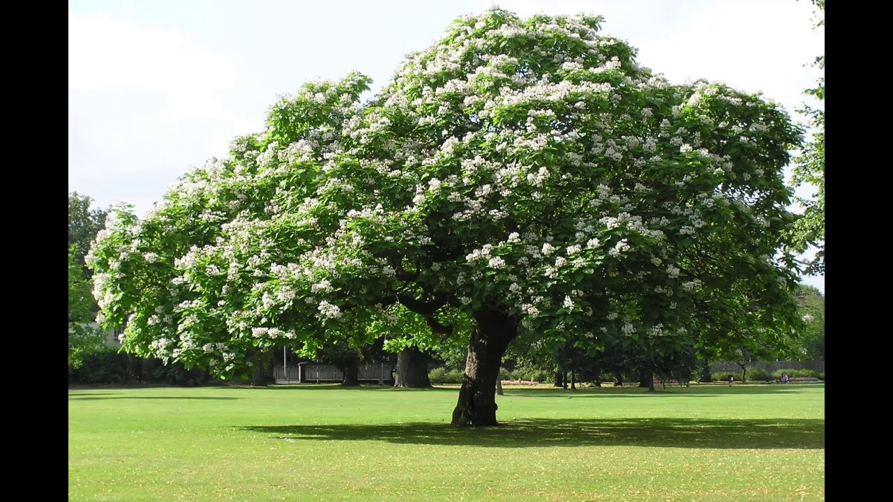 Катальпа