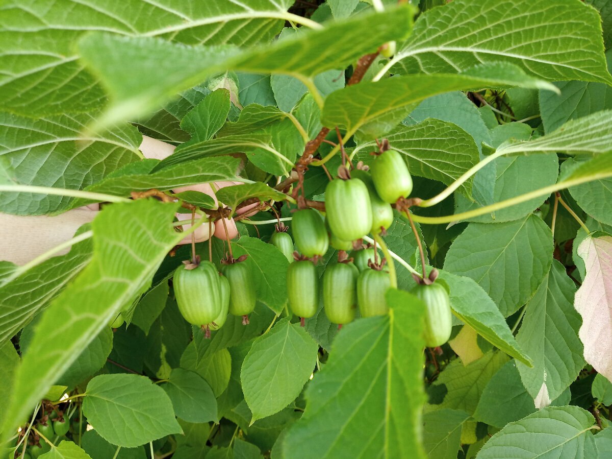 Актинидия коломикта