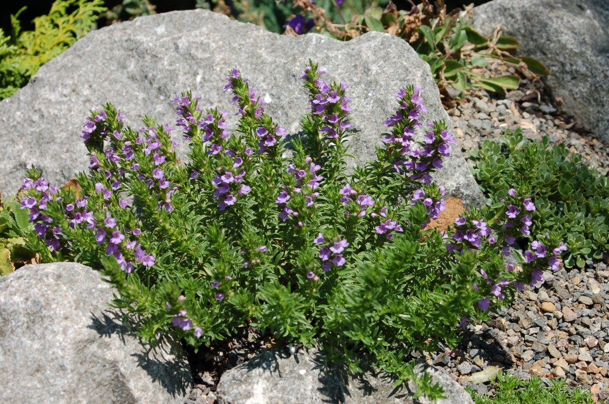 Горный пепел