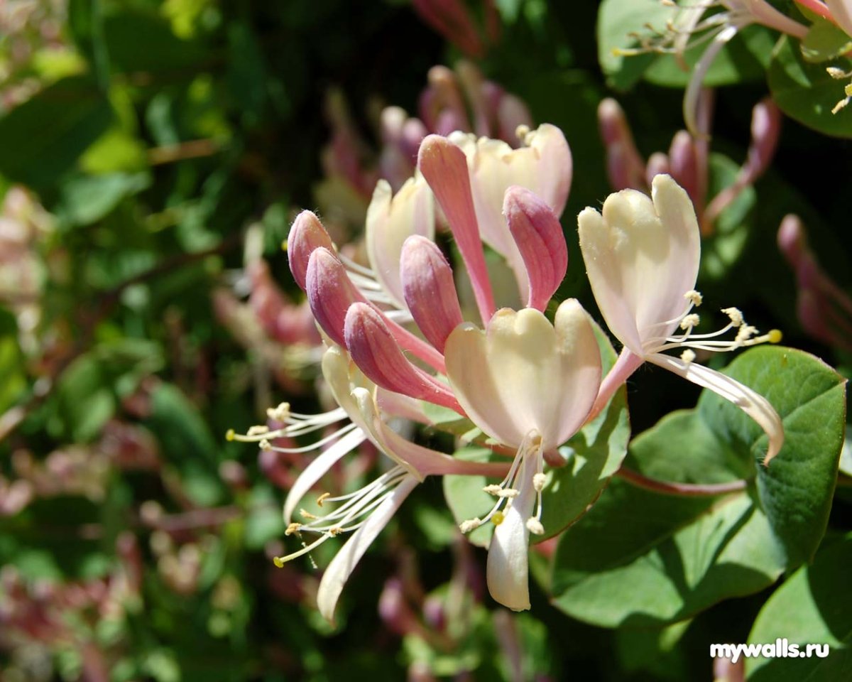 Жимолость каприфоль