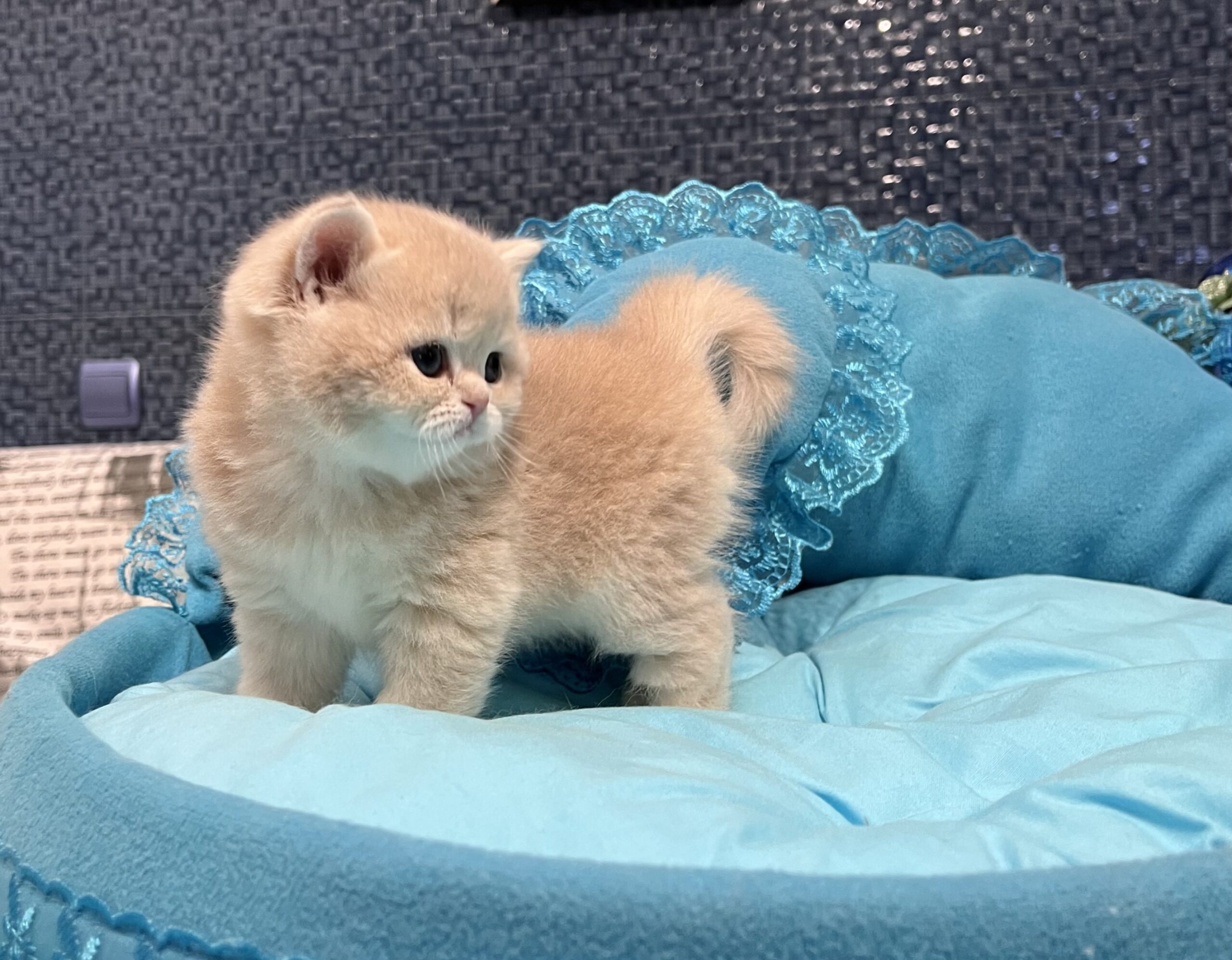 Луносемянник золотистый