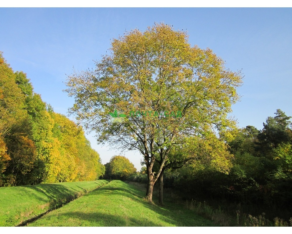 Ясень пенсильванский