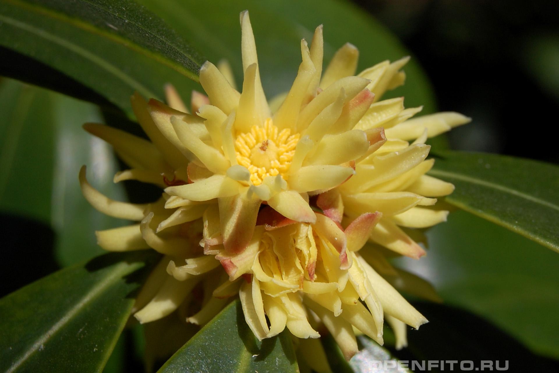 Бадьян мелкоцветковый