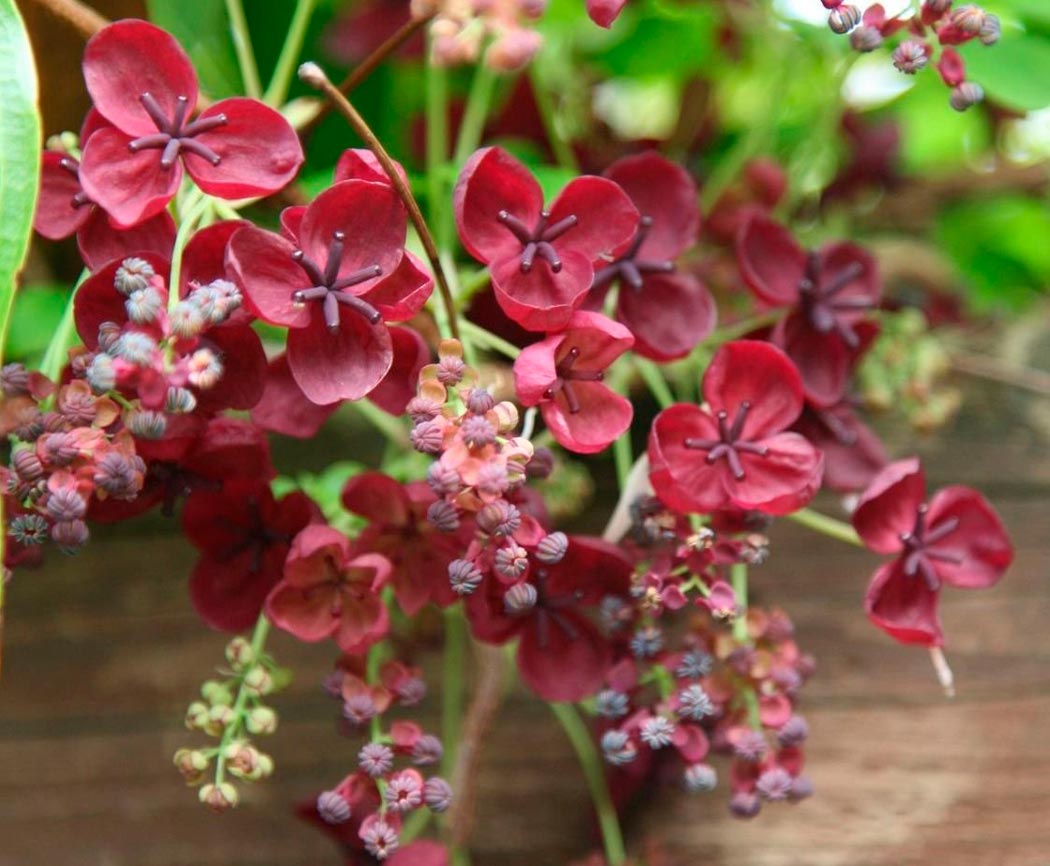 Акебия белоцветковая