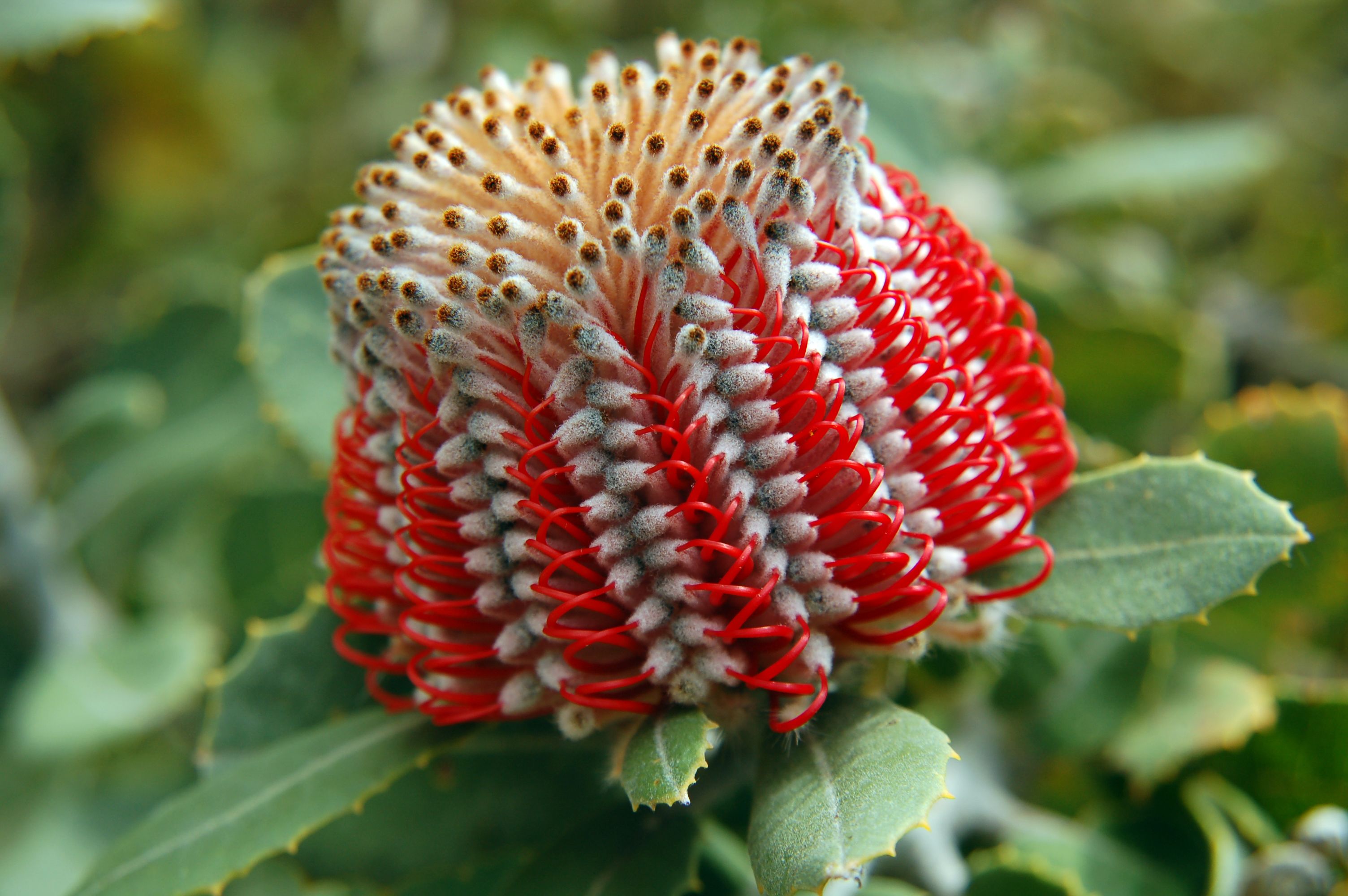 Банксия ярко-красная Банксия ярко-красная