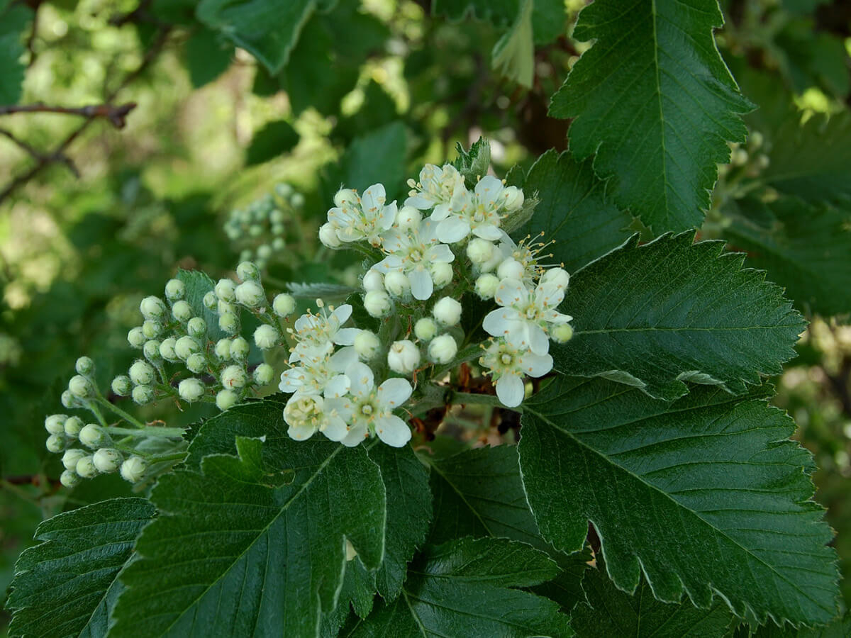 Рябина промежуточная