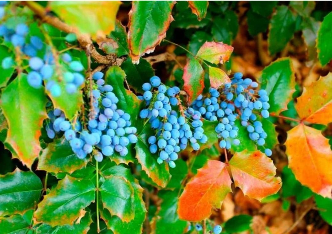 Магония падуболистная