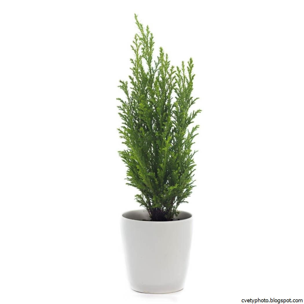 Кипарисовик