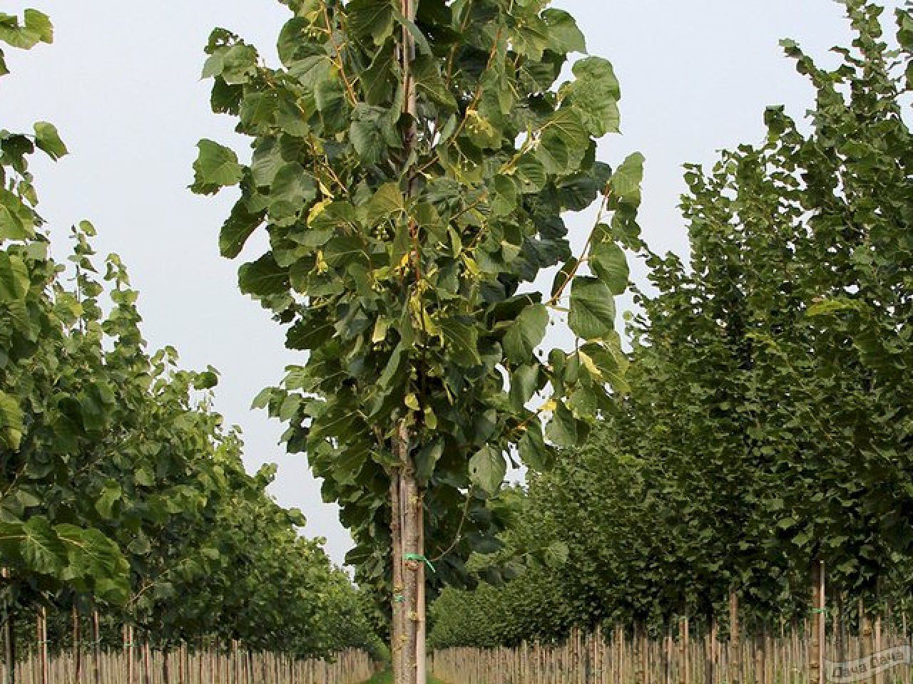 Липа американская