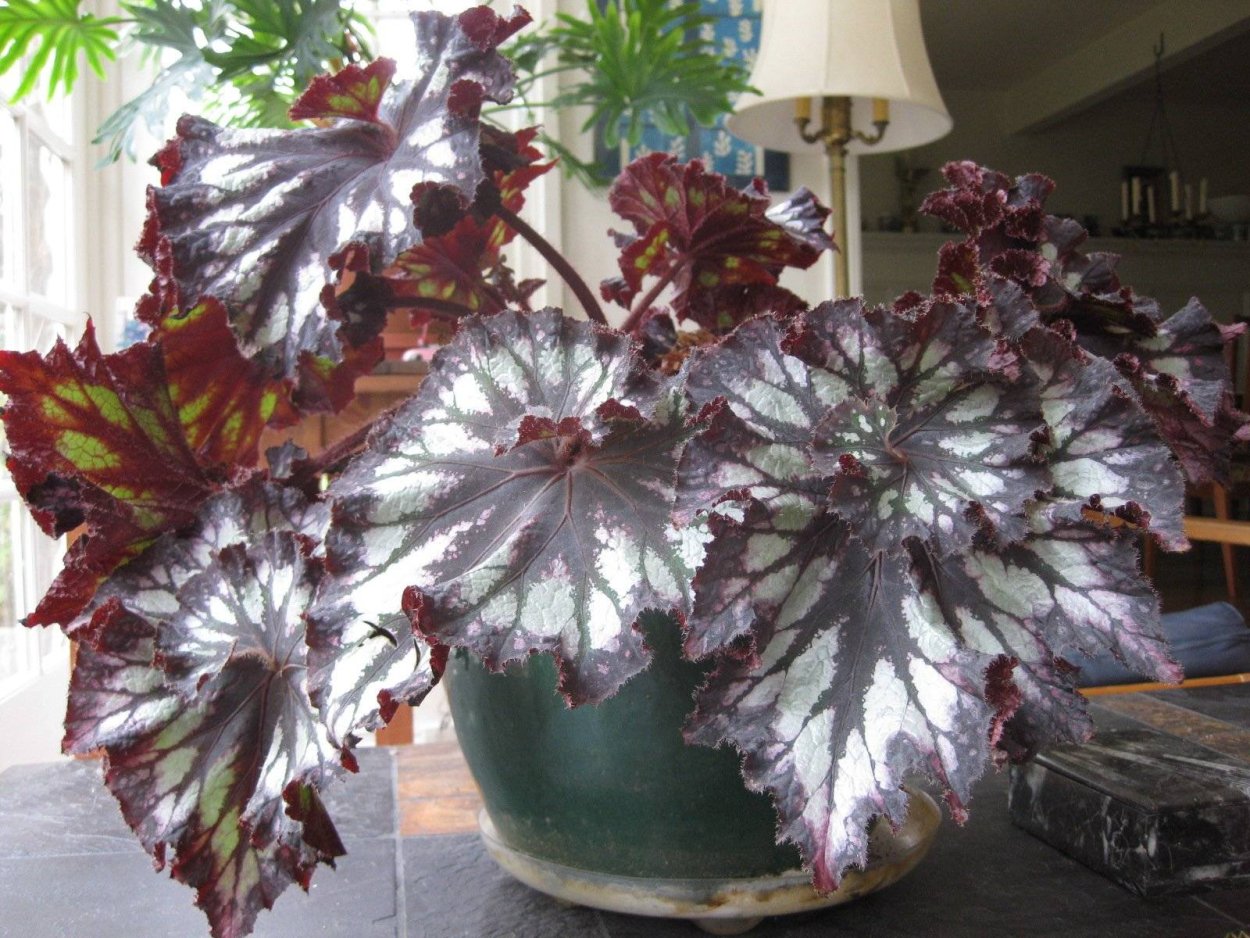 Бегония королевская