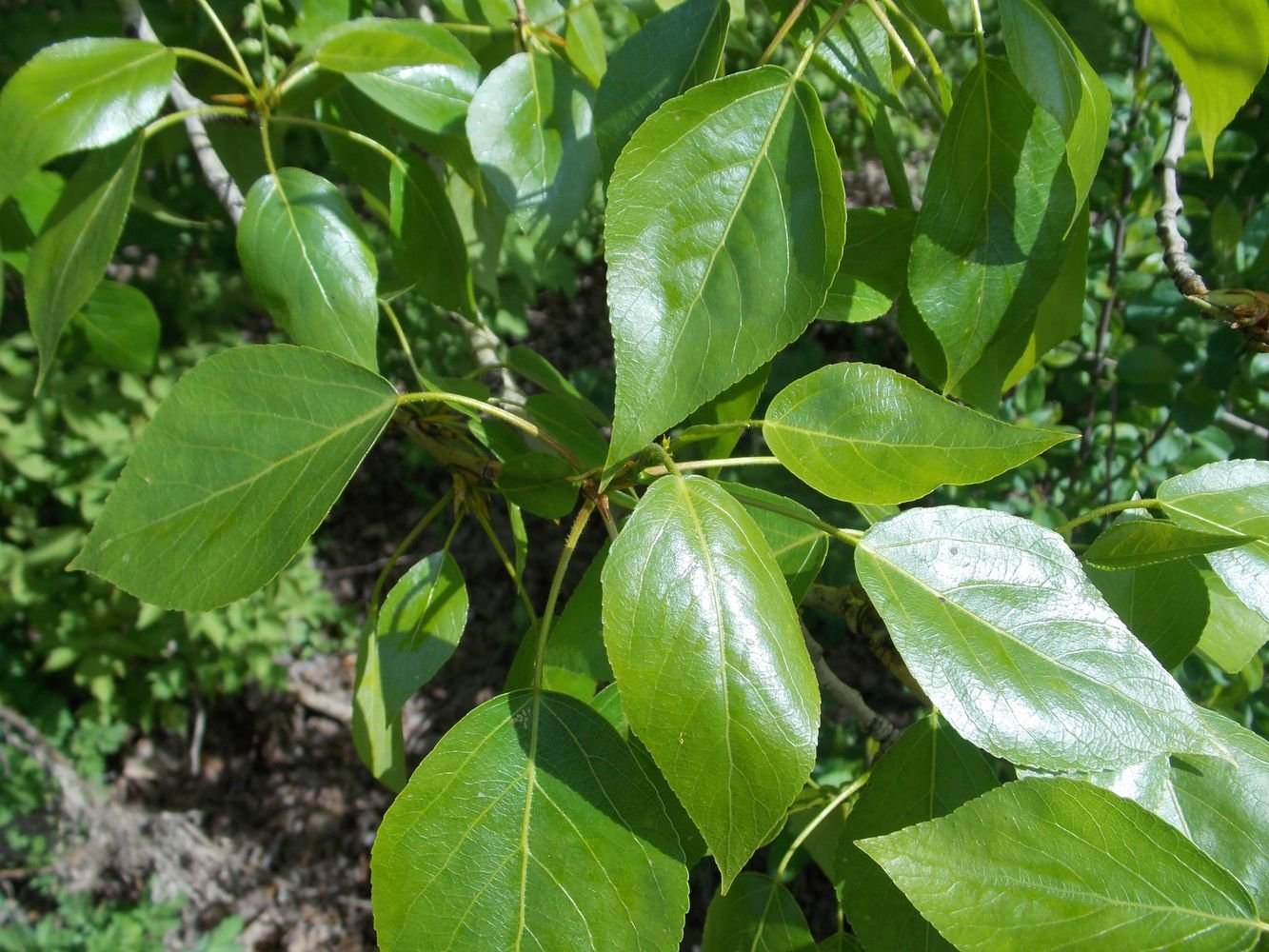 Тополь лавролистный