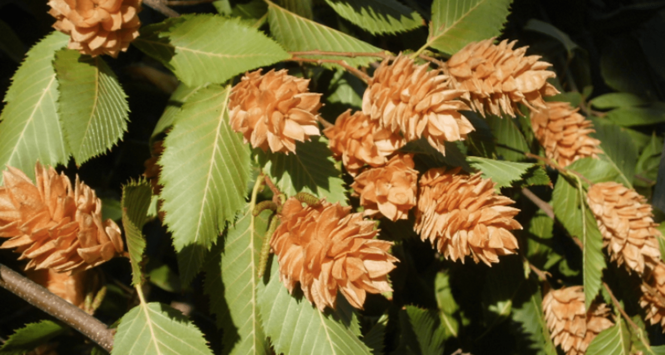 Граб восточный Граб восточный