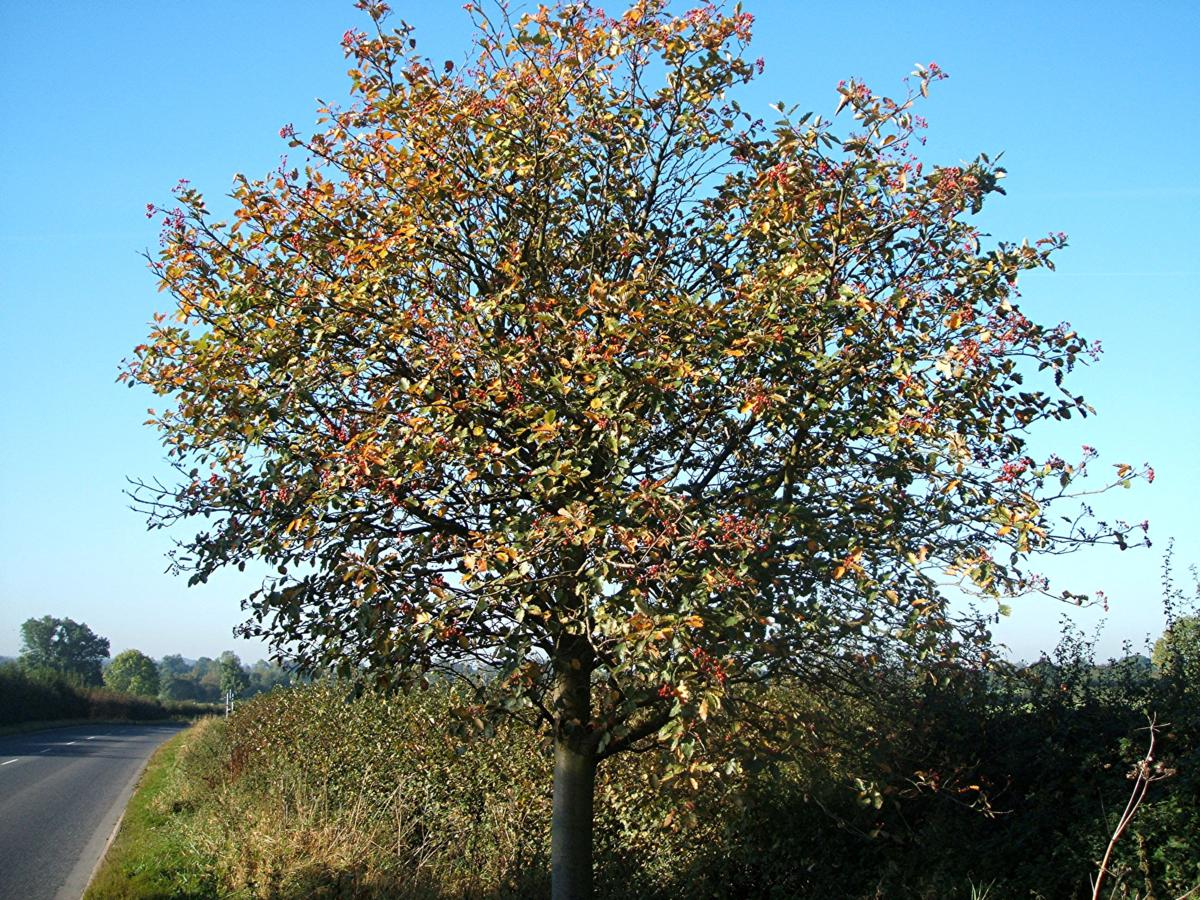 Рябина промежуточная