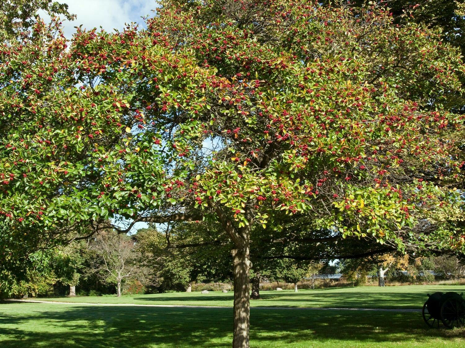 Боярышник петушья шпора